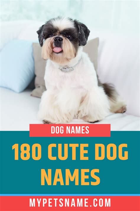Choosing Your Dogs Name Artofit