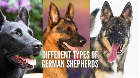 Different Types Of German Shepherds Full Listphotos Gsd Colony