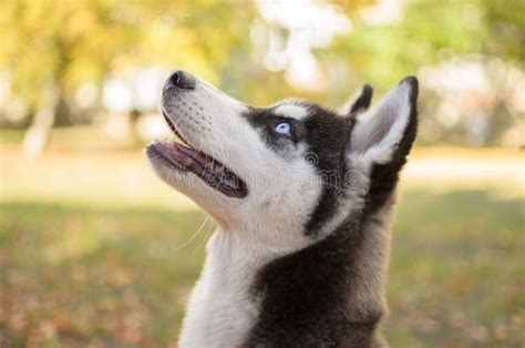Husky Breed Dog Is Training Smiling Dog Heterochromia