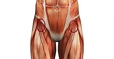 This muscle is located partly on the posterior wall of the pelvis minor and partly posterior to the hip joint. Pin on Fitness