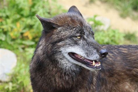 Timberwolf Stock Image Image Of Forest Animal Wolves 14466251
