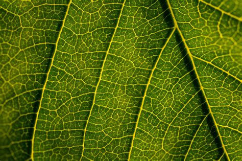 Green Leaf Texture Copyright Free Photo By M Vorel Libreshot
