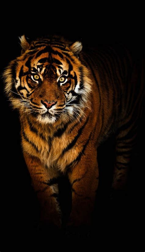 Tiger In The Night By Tim Abeln Photography And Digital Art Prints A