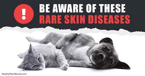 Fatal Skin Diseases In Dogs And Cats