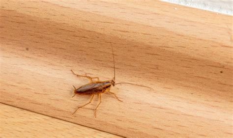 Eipackchen und kokonreste kakerlaken bilden eipackchen aus in denen sich die eier befinden. Wie Kommen Kakerlaken Ins Haus