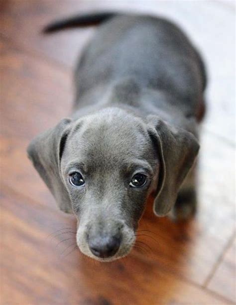45 Cute And Amazing Dachshunds Pictures Blue Dachshund Dachshund