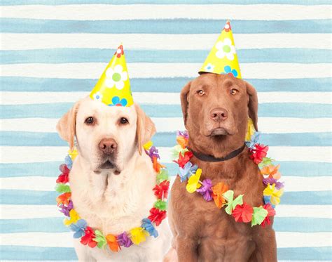 We are the oldest online antique toy store. Dogs In Party Hats Free Stock Photo - Public Domain Pictures