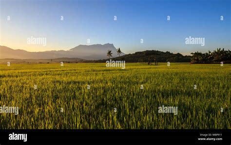 Beautiful Sunrise Morning Scene Golden Hour With Clear Blue Sky At