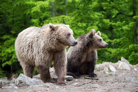 Brown Mother Bear Protecting Her Cub In A Forest Stock Photo Image Of