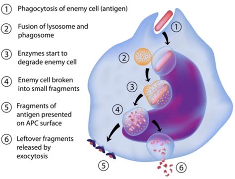 Chapter 21 22 Immune System A P II Flashcards Quizlet