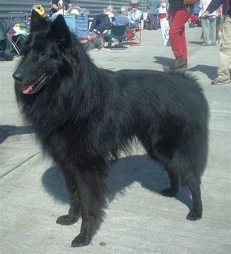 Extra Large Dog Breeds Belgian Groenendael Dog Breed Infromation