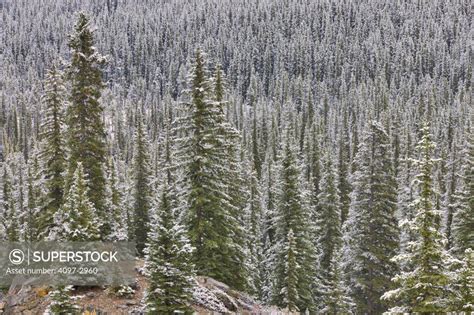 Snow Covered Coniferous Trees In A Forest Banff National Park Alberta