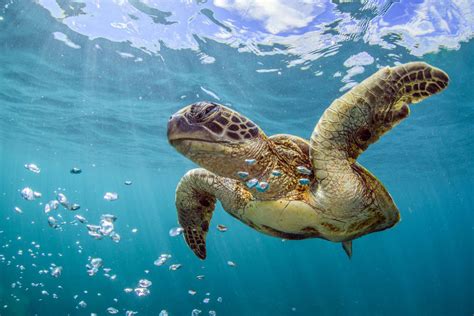 Hawksbill Sea Turtle Habitat