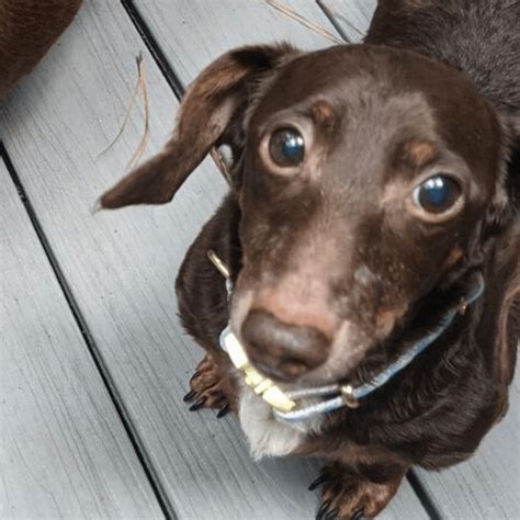 Jack And Sam Dachshunds Adopted Low Rider Dachshund Rescue Of Florida