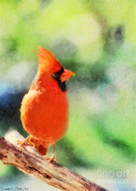 Northern Cardinal With Leaf In Beak Digital Paint Ii Photograph By