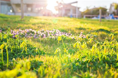 Homeowners looking for the answers to how to kill weeds in lawns will be delighted to find all the. How to Get Rid of a Lawn Full of Weeds, Naturally [No ...