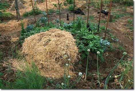 Potatoes In A Woodrow Style Mandala Bed Permaculture Gardening