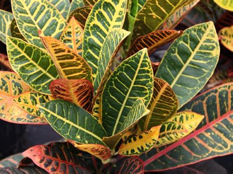 Maybe you would like to learn more about one of these? Crotons are compact, bushy, tree-like plants grown for ...