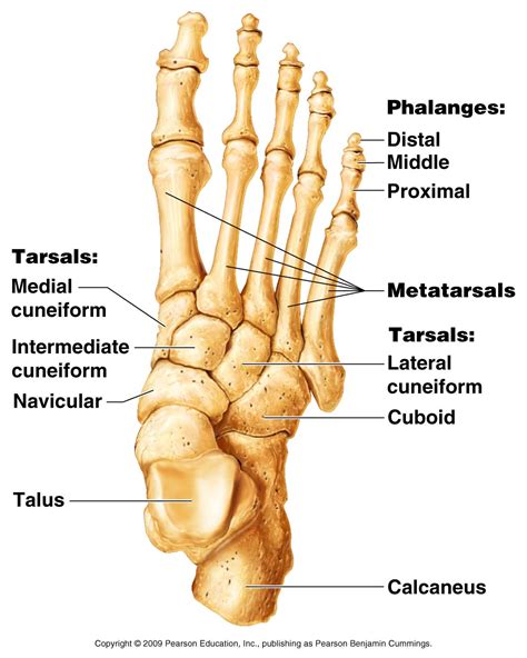 The foot has one transverse and two longitudinal arches that help distribute body weight. Appendicular Skeleton
