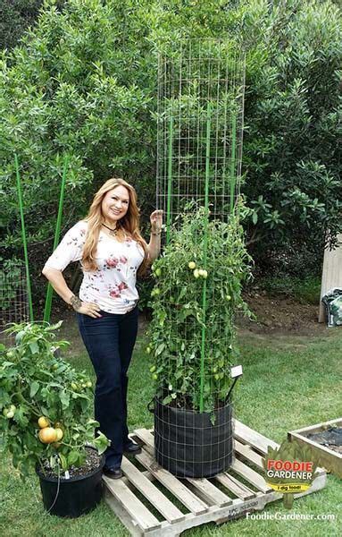 32 Diy Tomato Trellis And Cage Ideas For Healthy Tomatoes Tomato Plants