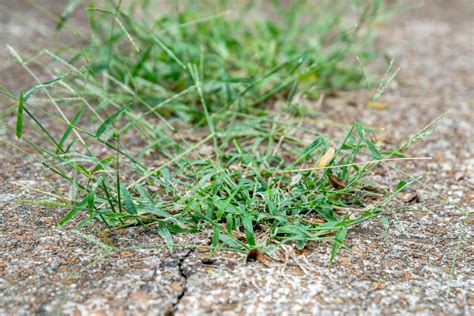 What Does Crabgrass Look Like