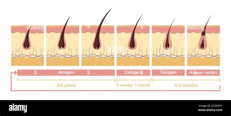 Hair Growth Cycle Illustration Anatomical Diagram Of Development Hair