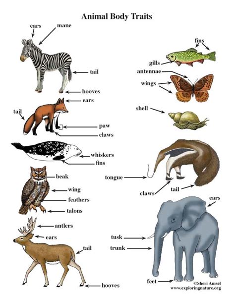 Animals And Their Traits