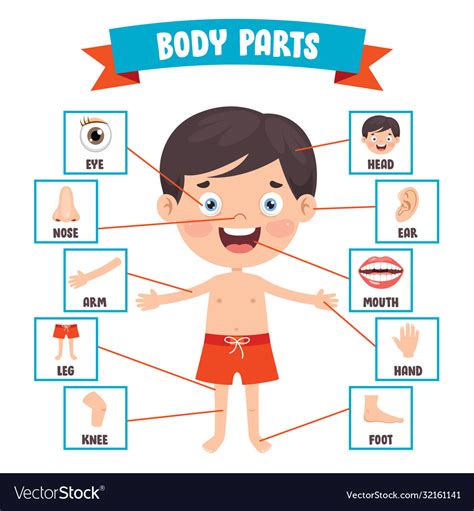 Anatomy Of Human Body Parts Back