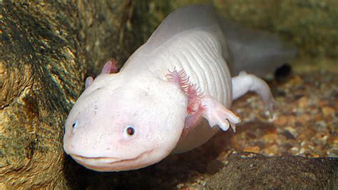 De Axolotl