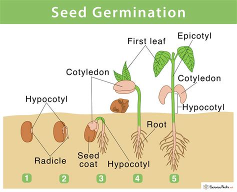 Germination Of Seeds Diagram For Kids