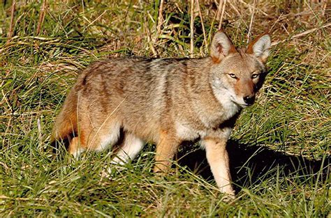 House Bill Would Place Bounty On Coyotes Pittsburgh Post Gazette