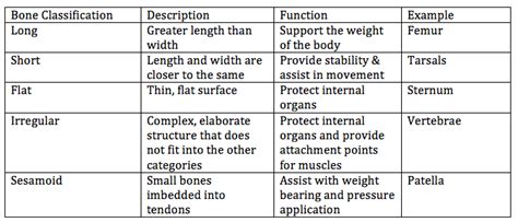 Skeletal System Definitions Classifications And Functions