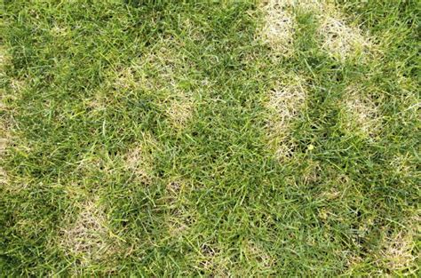 My neighbor has bermuda grass and i have fescue/mix. How To: Get Rid of Grubs - Bob Vila