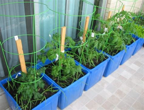 There are a few special considerations when growing vegetable plants in pots, but they are by no means deterrents. Growing Vegetables in Containers | ThriftyFun