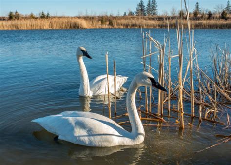 Best Lake Waterfowl Stock Photos Pictures And Royalty Free Images Istock