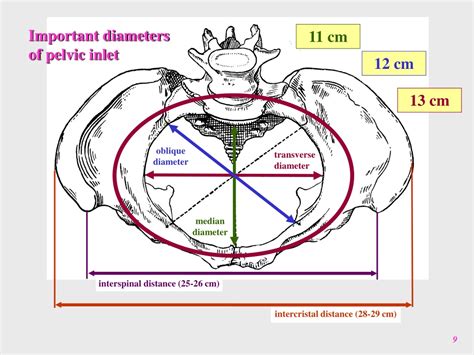Ppt Clinical Anatomy Of The Male Pelvis And Pelvic Floor Powerpoint