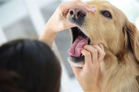 Mouth Cancer In Dogs Symptoms Causes Diagnosis Treatment Recovery