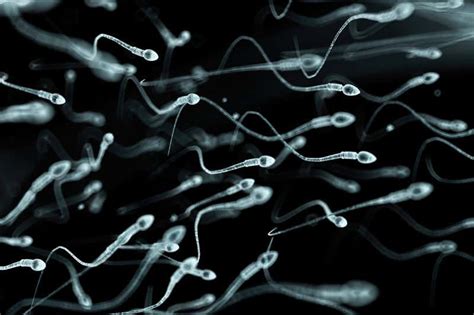Sperm Binding Beads Could Work As Fertility Aid Or Contraceptive New