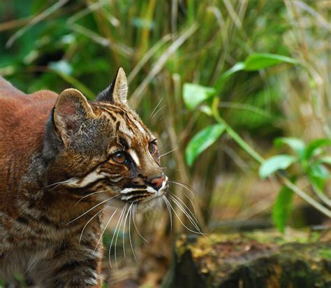 (see asian below) common name: Asian Golden Cat | The Asian Golden Cat is an elusive ...