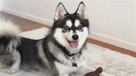 We all know, mostly from watching cartoons, that if you are stranded in the desert you can get water out of a cactus. This puppy is a Husky-Pomeranian mix and people can't get ...