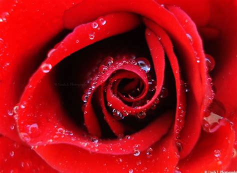 Red Rose With Dewdrops Red Dewdrops Rose Flower Nature Hd