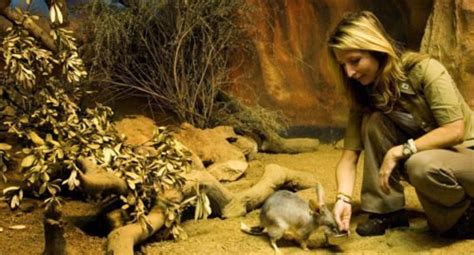 Captive Breeding A Species Saviour Australian Geographic