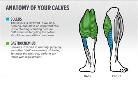 Vastral Physiotherapy Clinic Calf Muscle Detail And Exercise