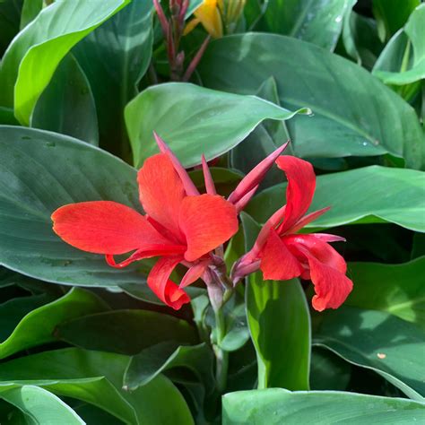 Canna Lily Red Bunkers Hill Plant Nursery
