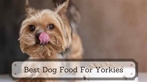 8 Best Dog Food For Yorkies In 2023