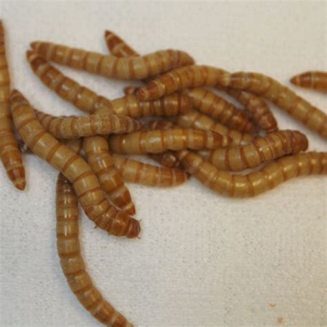 10000 Large Live Mealworms Pnw Mealworms