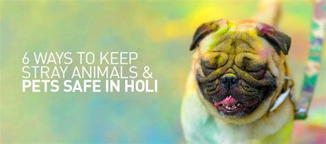 6 Ways To Keep Stray Animals And Pets Safe In Holi Pawstro