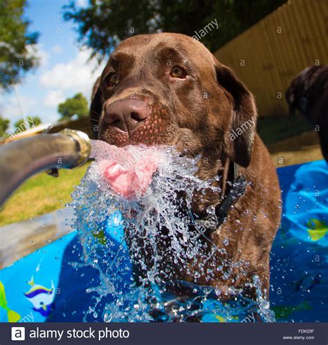 When you prepare the puppy's food, also provide a shallow dish of water which you can replenish throughout the day. Labrador retriever Dog drinking water from water hose ...