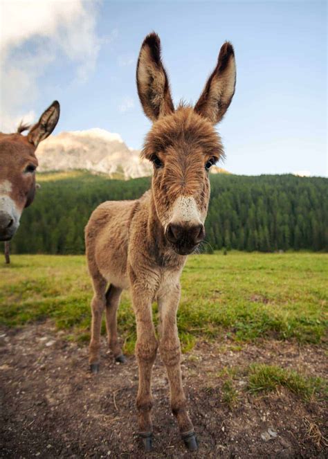Looking For Donkey Facts Here Are 43 Interesting Facts About Donkeys