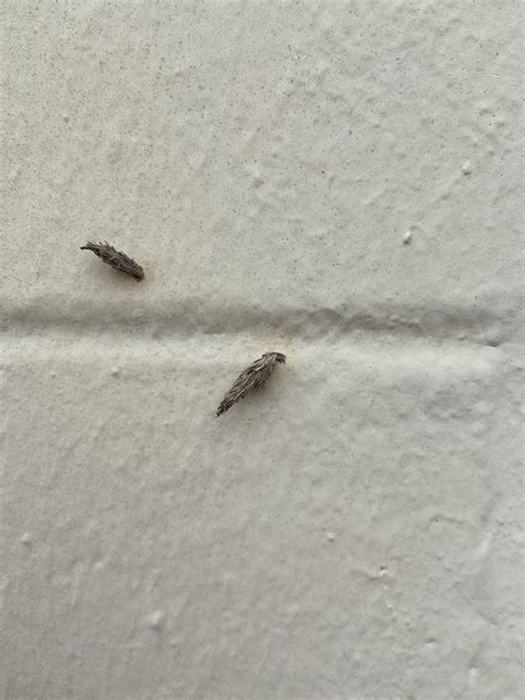 What Kind Of Cocoon Is This They Are All Over The Side Of My House